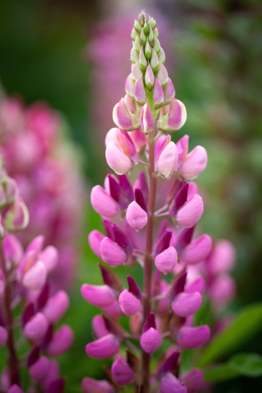 Lupinus polyphyllus, 'My Castle'