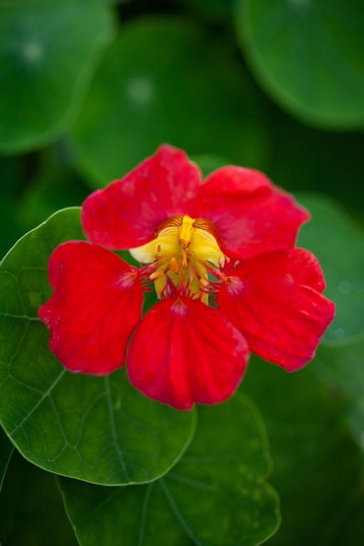 Tropaeolum minus, 'Cherry Rose Jewel'