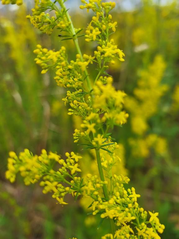 Galium verum
