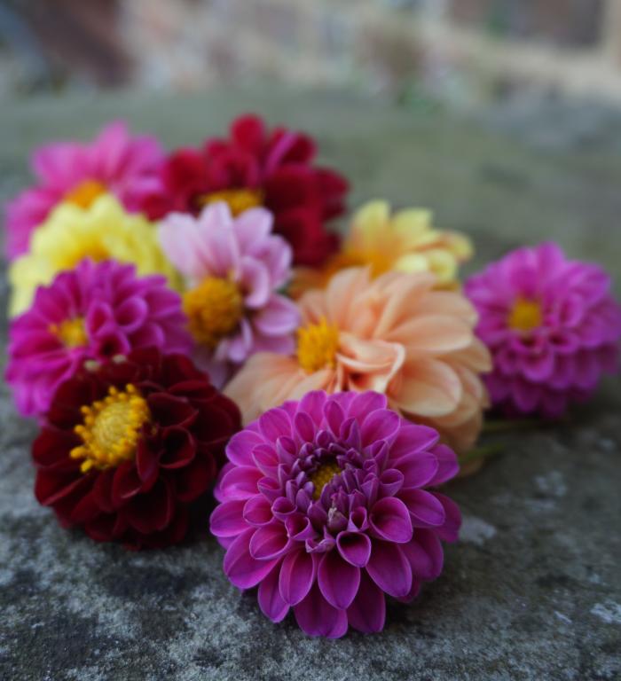 Dahlia, Pompon, Mixed
