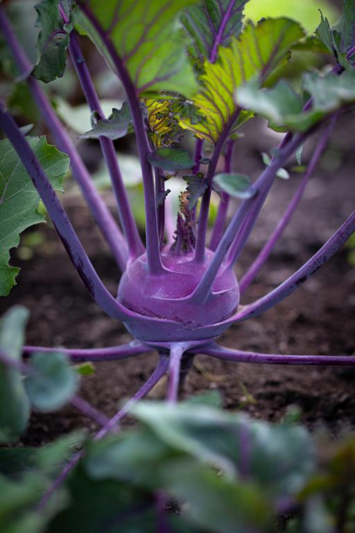 Kohlrabi, 'Delicacy Purple'