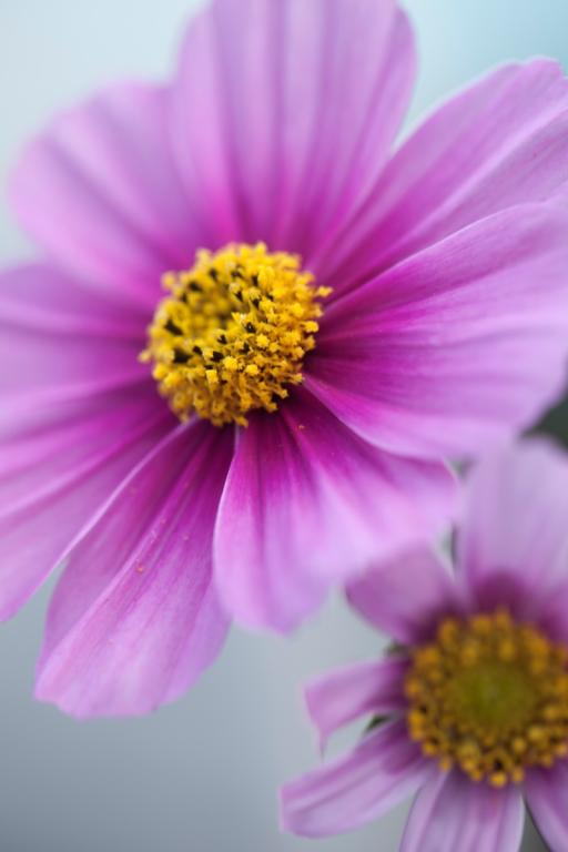 Cosmos bipinnatus, 'Sensation', Choice Mixed