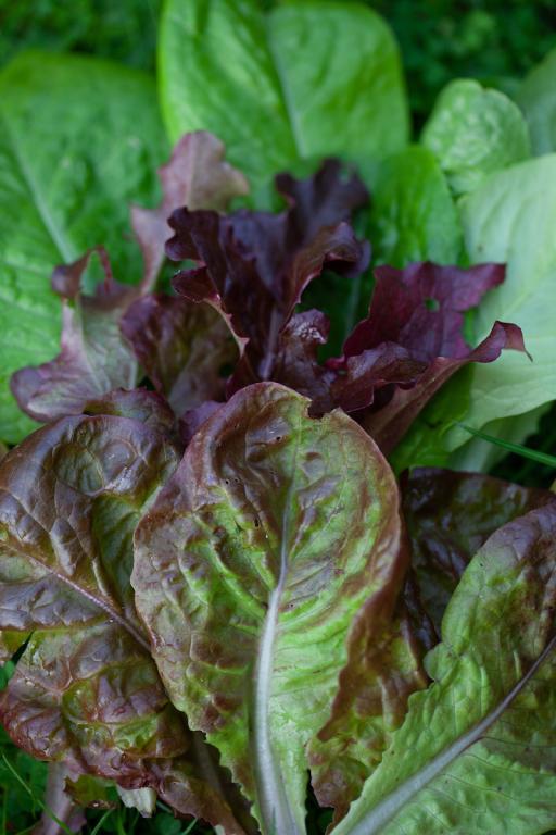 Lettuce, Mixed