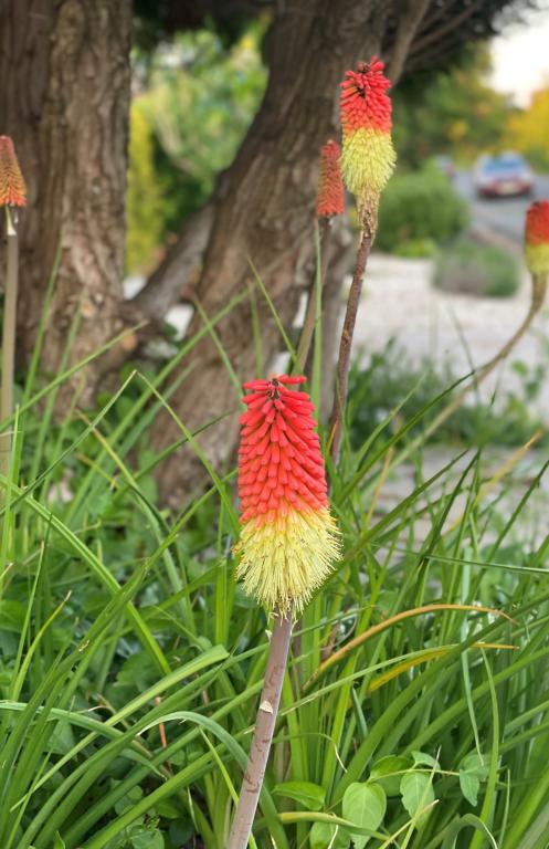 Kniphofia uvaria, 'Grandiflora Mixture'