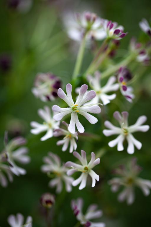 Zaluzianskya capensis, 'Midnight Candy'