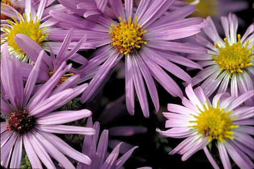 Symphyotrichum oblongifolium