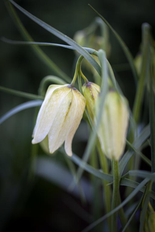 Fritillaria meleagris var. alba