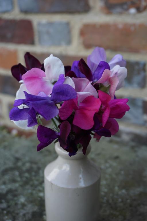 Lathyrus odoratus, Speciality Mixtures, 'Knee-Hi', Choice Mixed Colours
