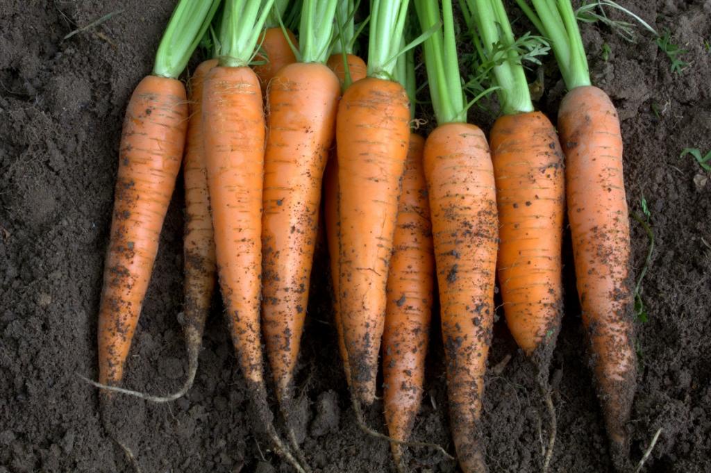 Carrot, 'Resistafly', F1 Hybrid