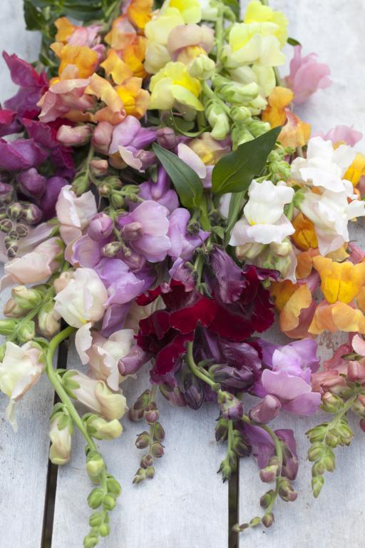 Antirrhinum majus, 'Monarch' Mixed