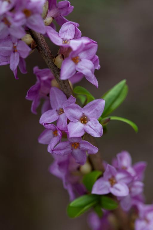 Daphne mezereum