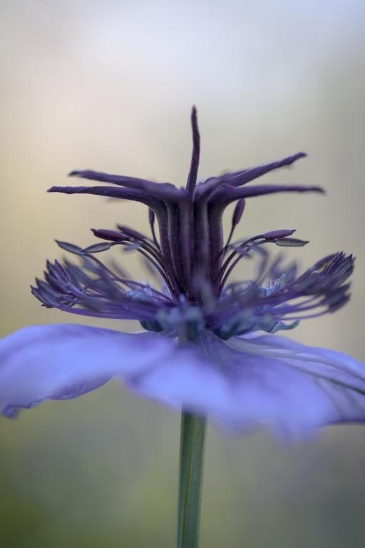 Nigella hispanica