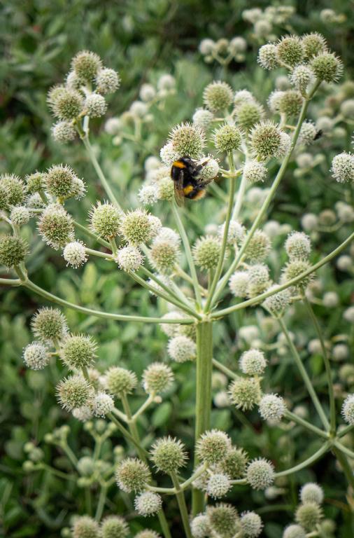 Eryngium yuccifolium
