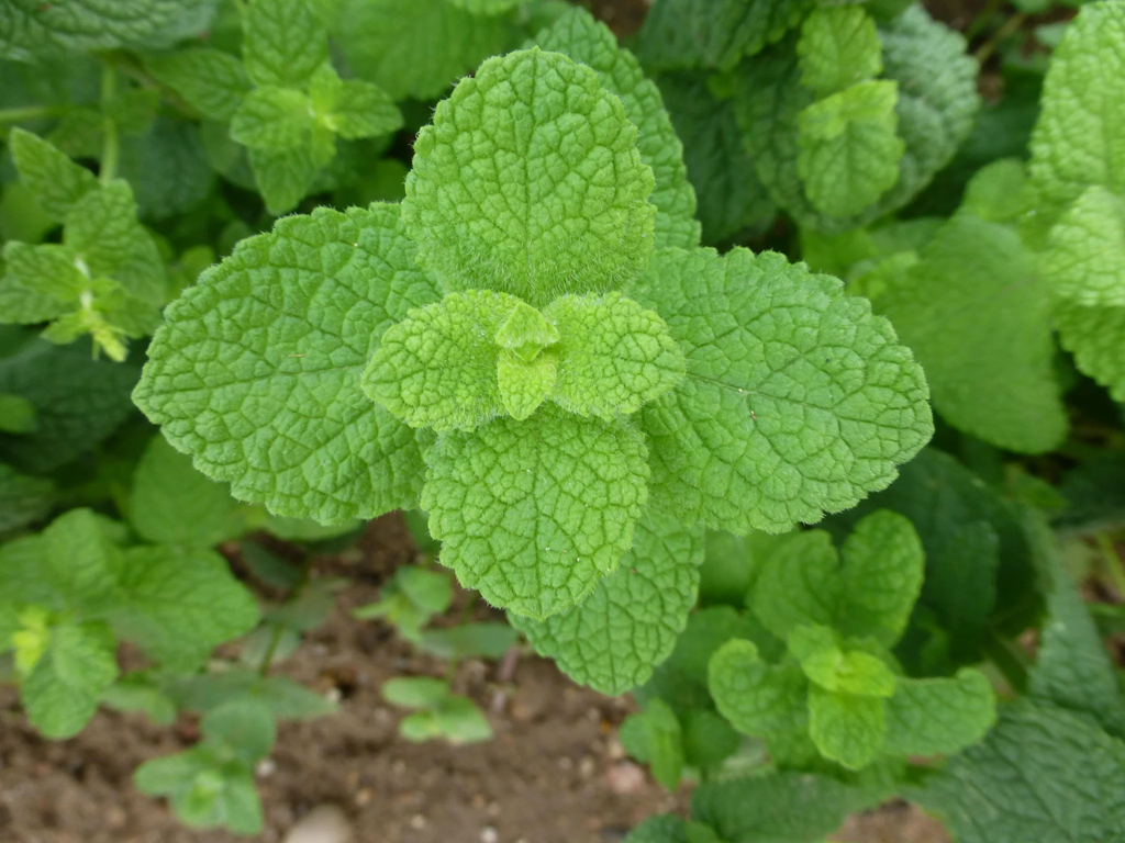 Applemint (Mentha rotundifolia)