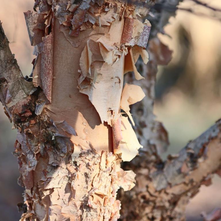Betula nigra