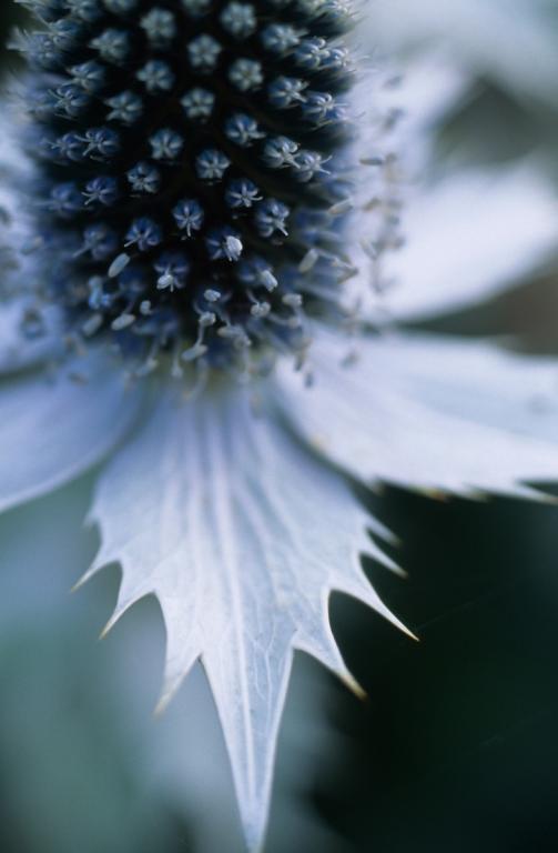 Eryngium, Mixed Species
