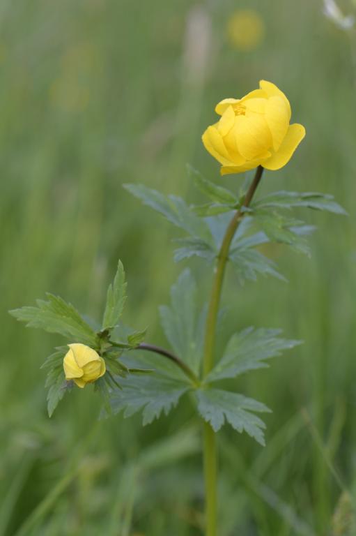 Trollius europaeus