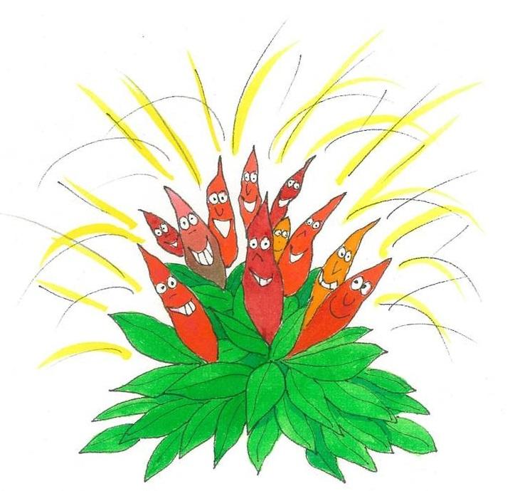 Capsicum, Chilli Pepper, 'Etna'
