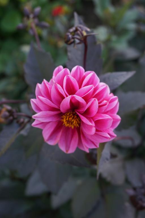 Dahlia, 'Redskin' Mixed