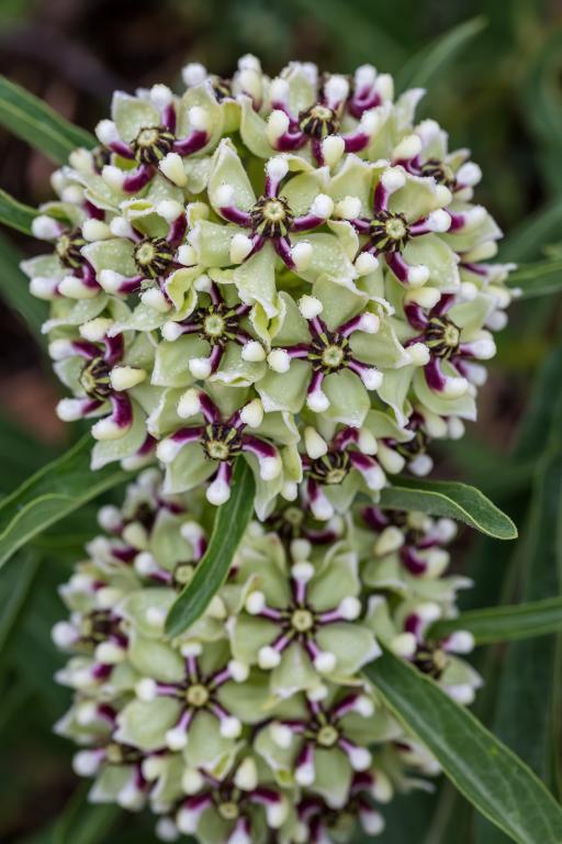 Asclepias asperula