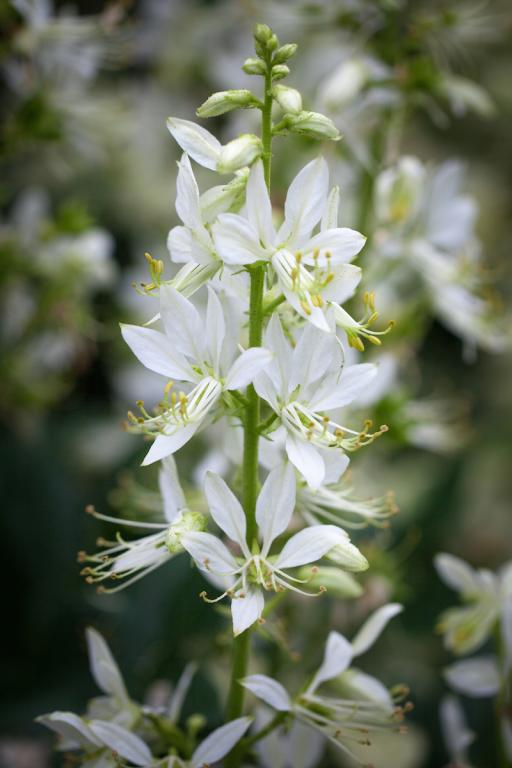 Dictamnus albus, White Flowered Form