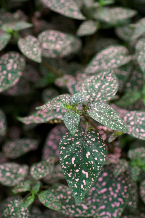 Hypoestes sanguinolenta, 'Pink Polka Dot'