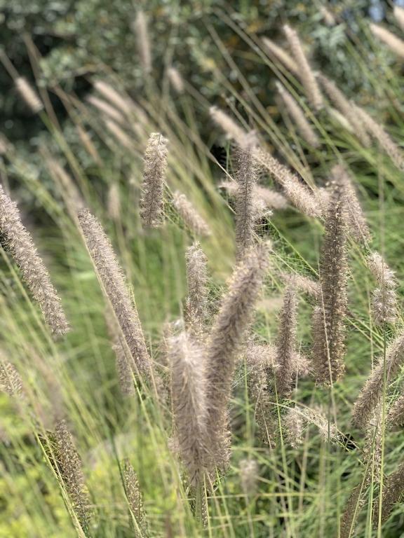 Pennisetum orientale