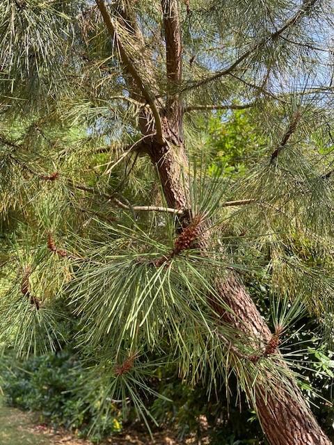 Pinus pinea