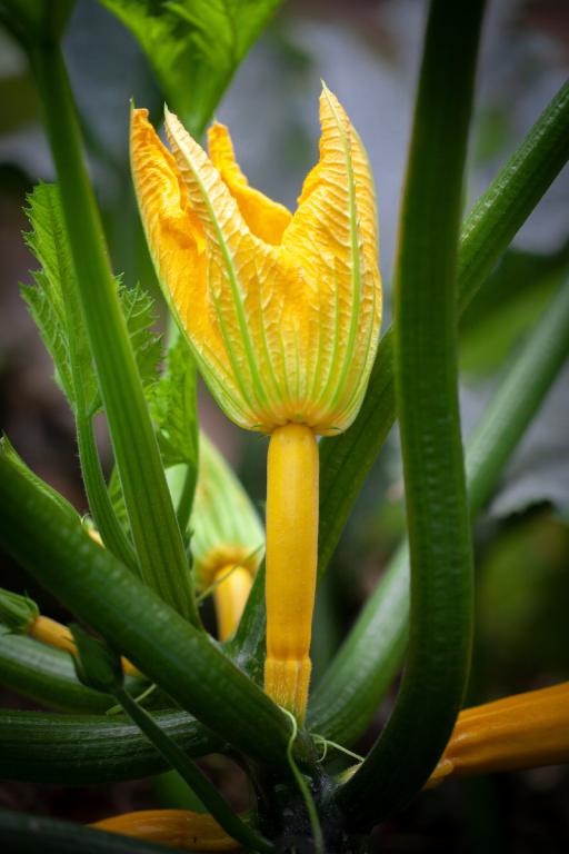 Courgette, 'Gold Rush', F1 Hybrid