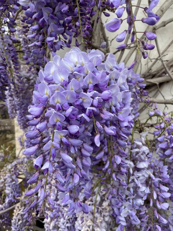 Wisteria sinensis