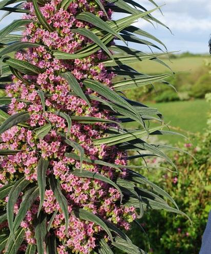 Echium hybrid, 'Pink Fountain'