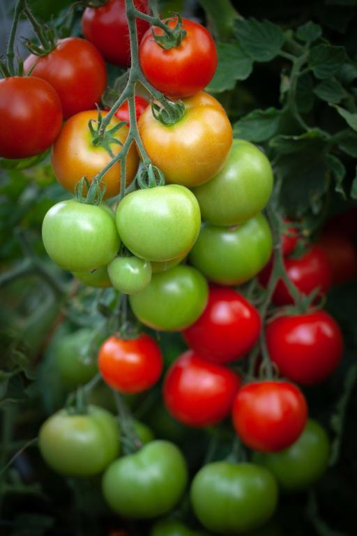 Tomato, 'Moneymaker'