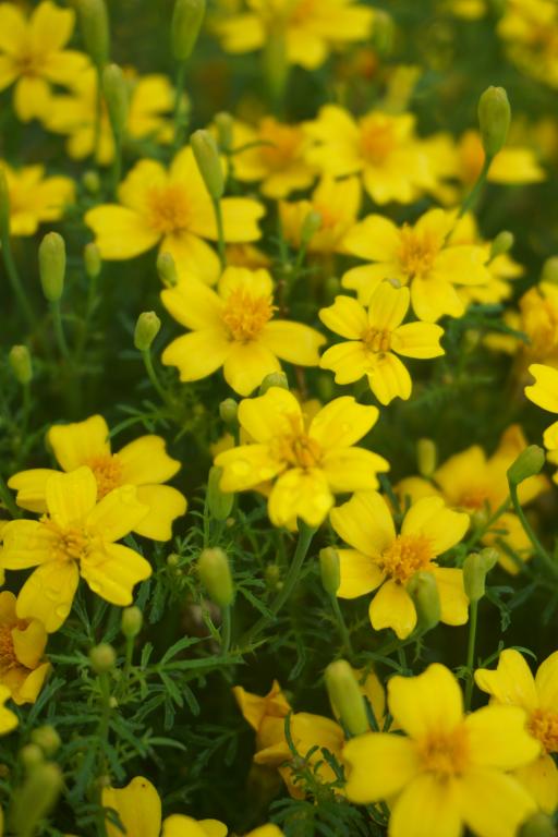 Tagetes tenuifolia, 'Lemon Gem'