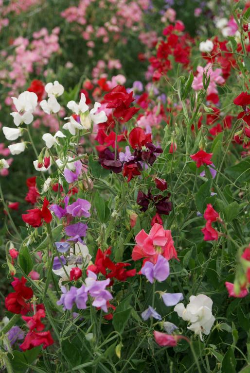 Lathyrus odoratus, Speciality Mixtures, Spencer Choice Mixed Colours