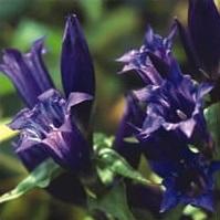 Gentiana asclepiadea