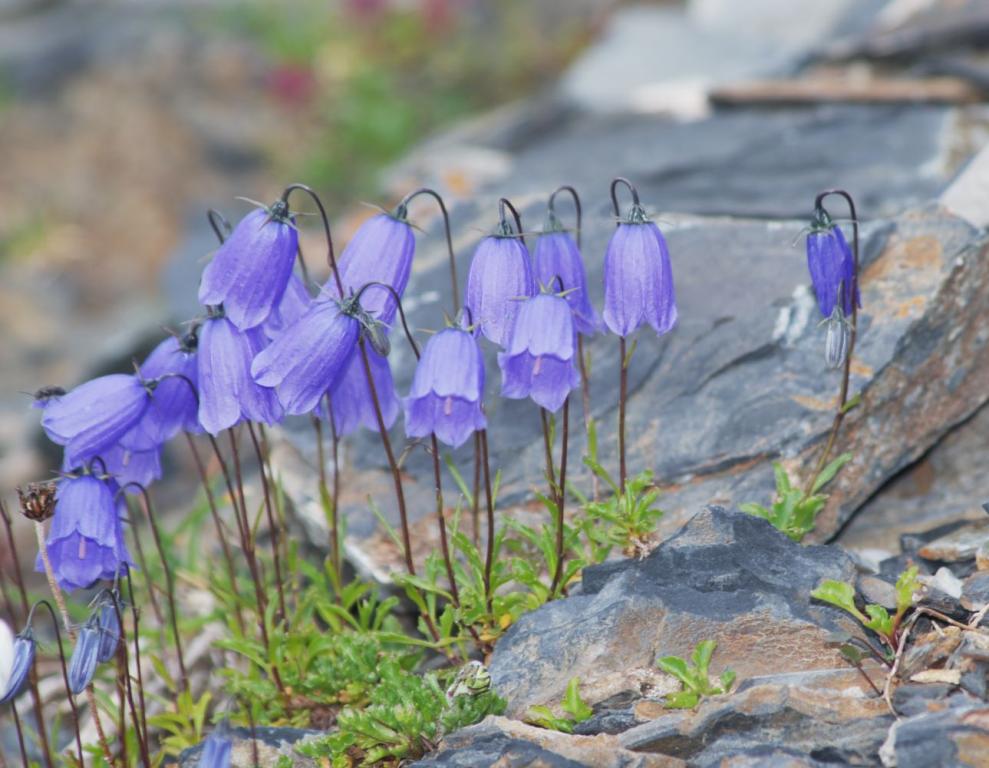 Campanula cochlearifolia