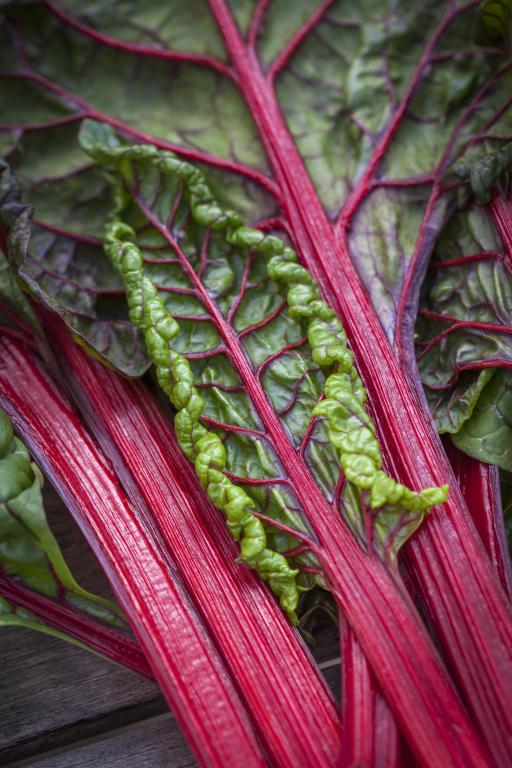 Chard, Swiss Rhubarb Chard