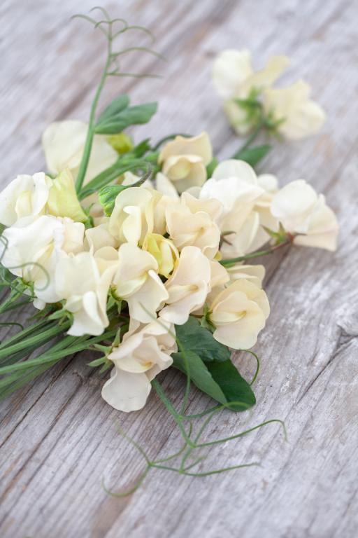 Lathyrus odoratus, 'Cathy'