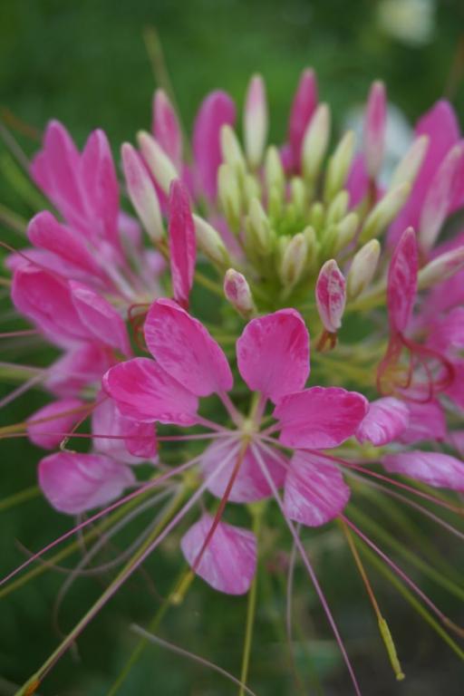 Cleome hassleriana, Mixed Colours
