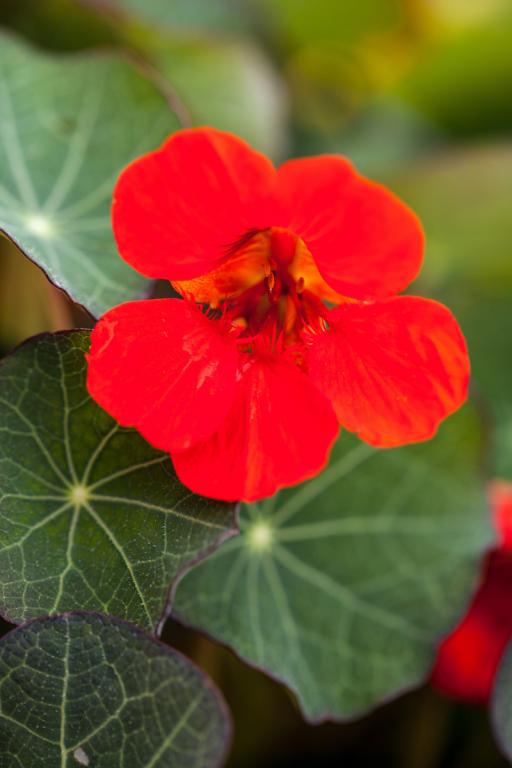 Tropaeolum minus, 'Empress of India'