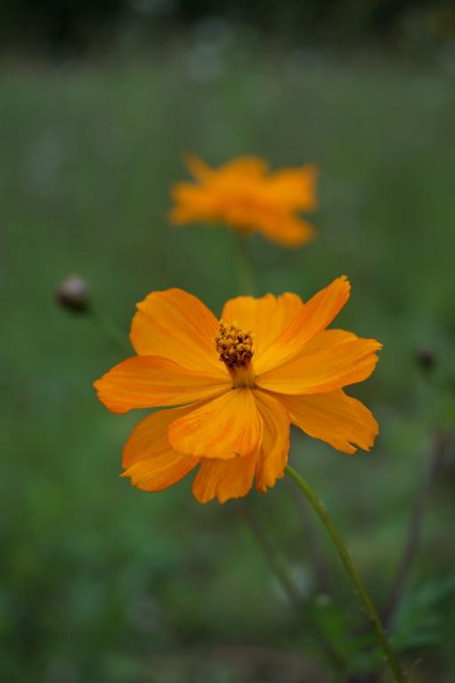 Cosmos sulphureus, 'Polidor' Mixed