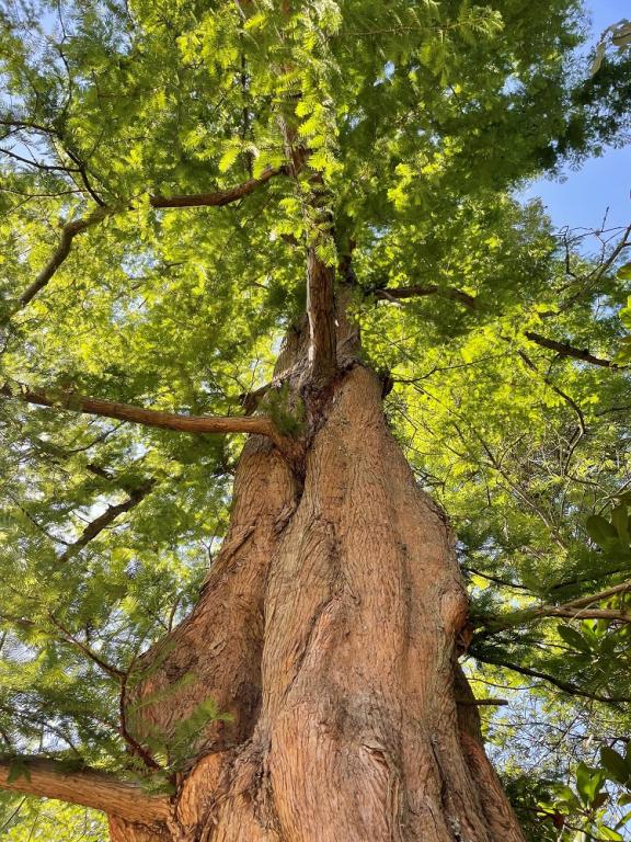 Metasequoia glyptostroboides