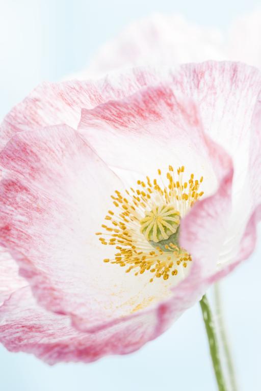 Papaver rhoeas, True Shirley Poppy