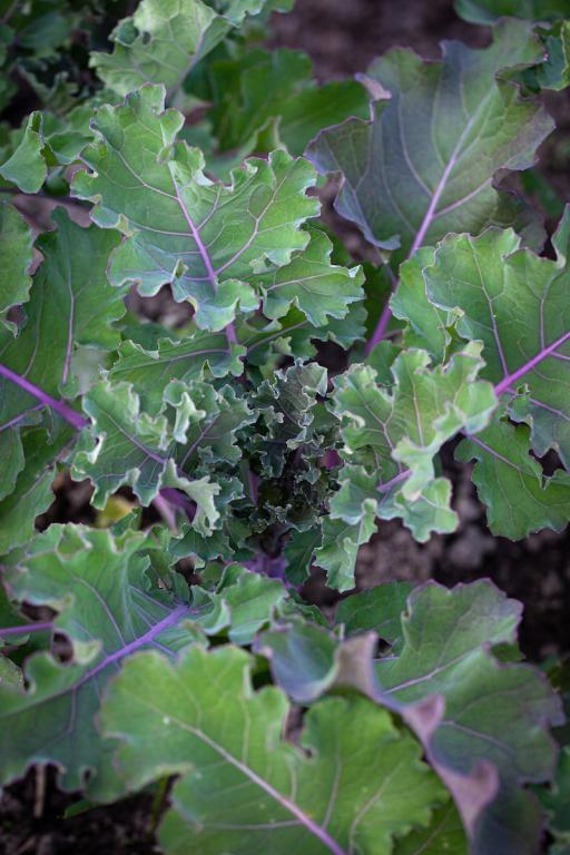 Kale, 'Red Russian'