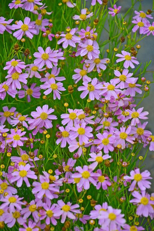 Coreopsis rosea