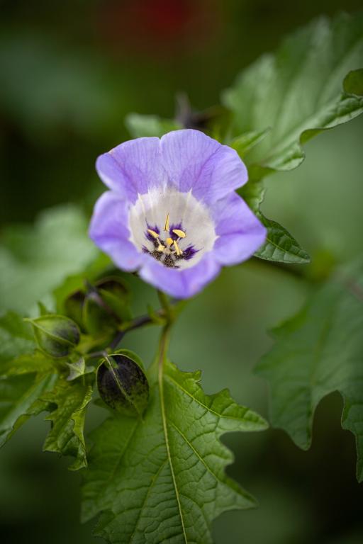 Nicandra physalodes