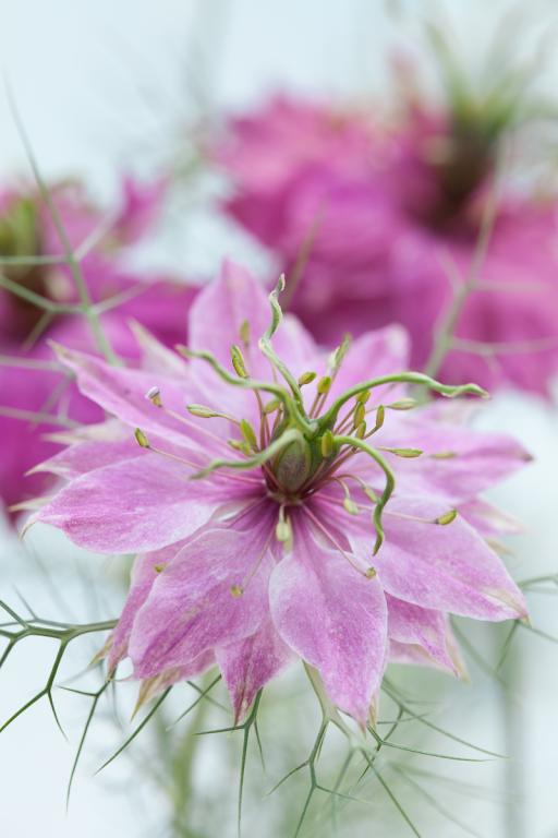 Nigella damascena, 'Miss Jekyll Rose'