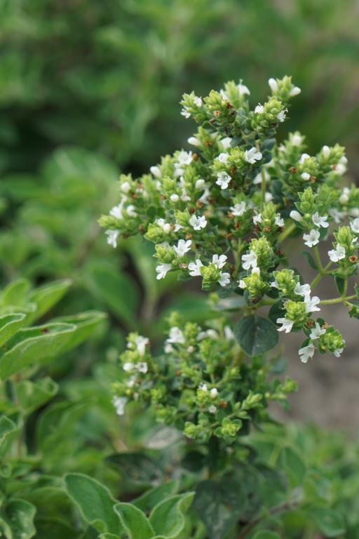 Greek Oregano