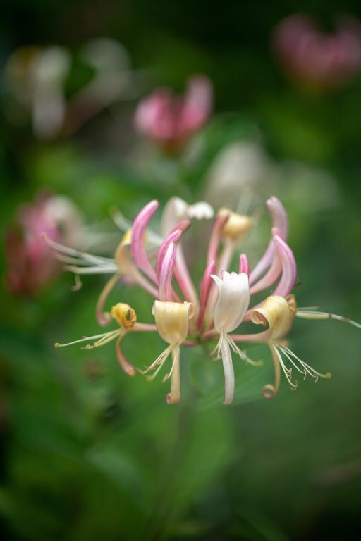 Lonicera periclymenum