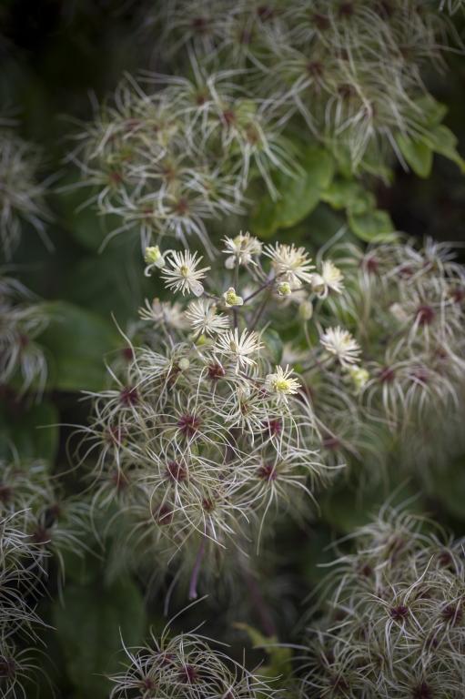 Clematis vitalba
